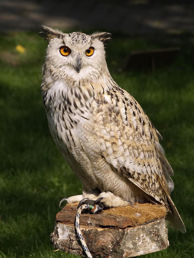 Toilet Paper Roll Owls
